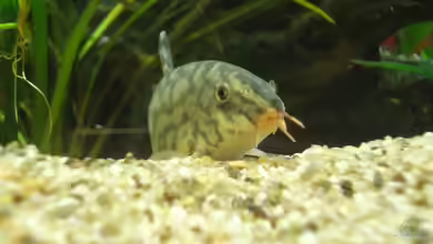 AQA (nur noch als Beispiel) von -Mark-