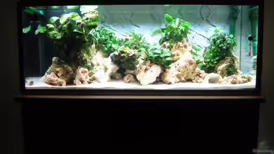 aqua stabil Effect-Line silber von Maik Beckmann