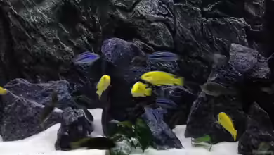 Aquael panorama Becken von Christian.D