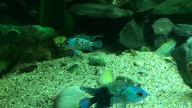 Aquarien für Blue Dempsey