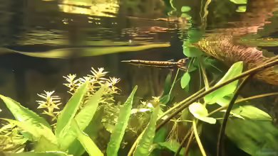 Aquarien für Boulengerella maculata
