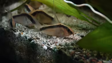 Aquarien für Corydoras arcuatus