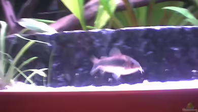 Aquarien für Corydoras arcuatus