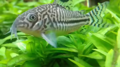 Aquarien für Corydoras julii