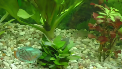 Aquarien für Corydoras julii
