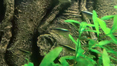 Aquarien für Hemigrammus ulreyi