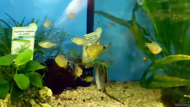 Aquarien für Hyphessobrycon heliacus