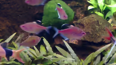 Aquarien für Hyphessobrycon pyrrhonotus