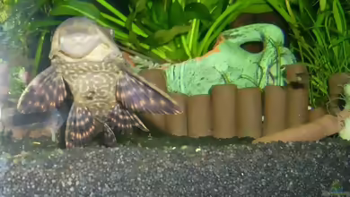 Aquarien für Hypostomus plecostomus