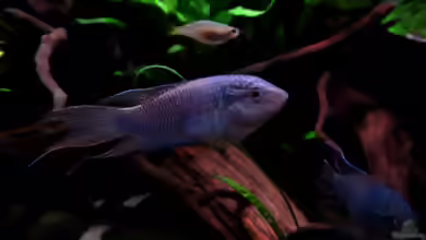 Aquarien für Macropodus spechti