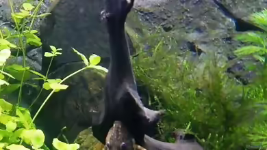 Aquarien für Peckoltia vittata