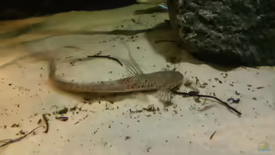 Aquarien für Planilonicaria cryptodon