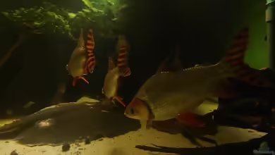 Aquarien für Semaprochilodus taeniurus