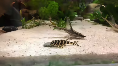 Aquarien für Sturisoma festivum