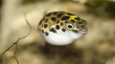 Aquarien für Tetraodon nigroviridis