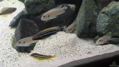 Aquarien für Triglachromis otostigma