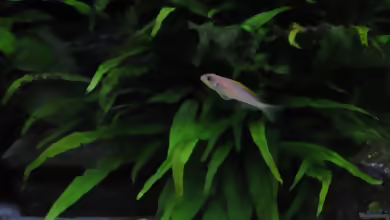 Aquarien für Xenotilapia flavipinnis