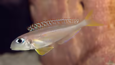 Aquarien für Xenotilapia flavipinnis