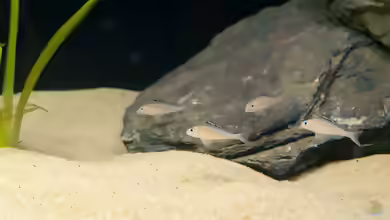 Aquarien für Xenotilapia papilio