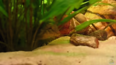 Aquarien mit Acanthocobitis botia