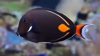 Aquarien mit Acanthurus achilles