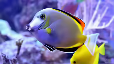 Aquarien mit Acanthurus japonicus