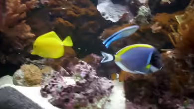Aquarien mit Acanthurus leucosternon