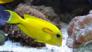 Aquarien mit Acanthurus olivaceus