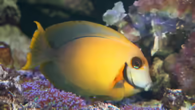 Aquarien mit Acanthurus pyroferus