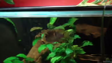 Aquarien mit Aequidens metae