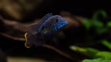 Aquarien mit Aequidens rivulatus
