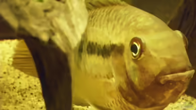 Aquarien mit Aequidens tetramerus