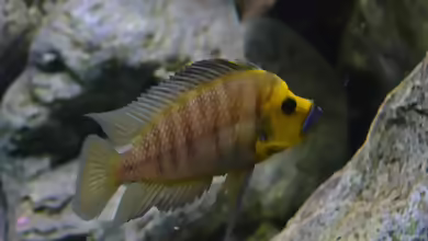 Aquarien mit Altolamprologus compressiceps
