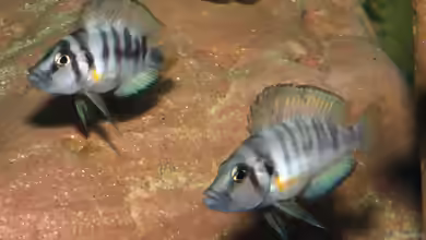 Aquarien mit Altolamprologus sp. ´sumbu shell´