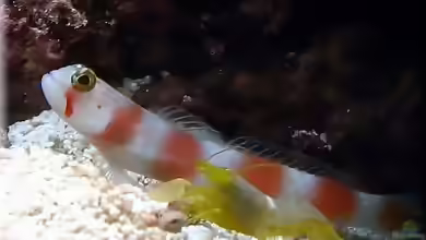 Aquarien mit Amblyeleotris aurora