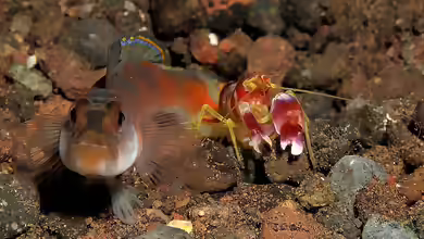 Aquarien mit Amblyeleotris randalli