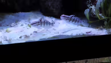 Aquarien mit Amblygobius phalaena