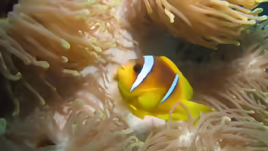 Aquarien mit Amphiprion bicinctus