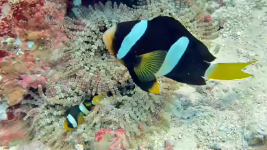 Aquarien mit Amphiprion clarkii