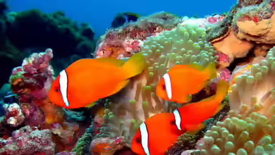 Aquarien mit Amphiprion frenatus