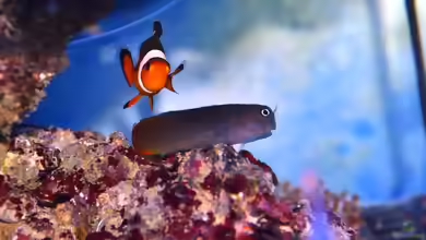 Aquarien mit Amphiprion percula