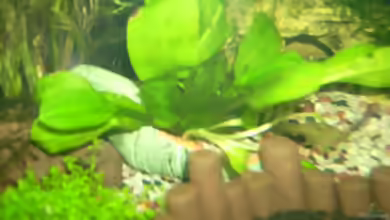 Aquarien mit Amphore als Deko