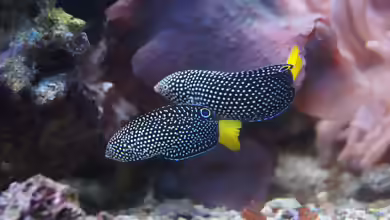 Aquarien mit Anampses meleagrides