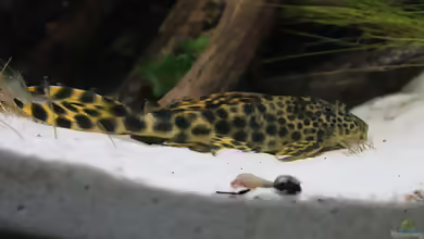 Aquarien mit Ancistomus cf. sabaji