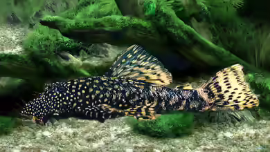 Aquarien mit Ancistrus cirrhosus