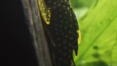 Aquarien mit Ancistrus sp. ´Gold´