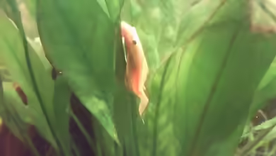 Aquarien mit Ancistrus temminckii