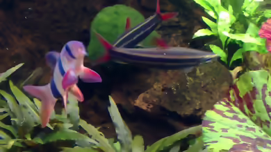 Aquarien mit Anostomus anostomus