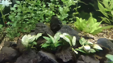 Aquarien mit Anubias Pinto