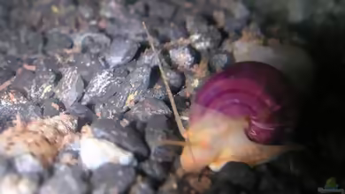 Aquarien mit Apfelschnecken